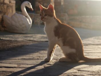 3 races de chat qui sont fans des trajets en voiture !