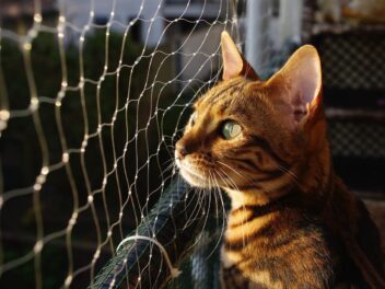 3 races de chat qui sont les plus fugueuses