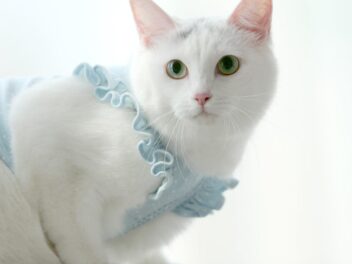 4 races de chat qui savent grimper aux arbres