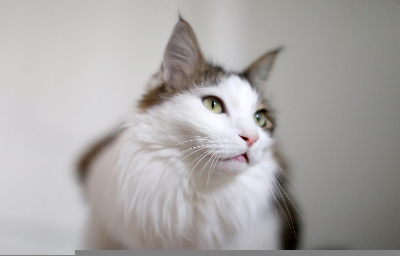 4 races de chat qui sont les plus indépendantes