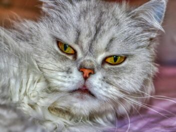 4 races de chat qui sont malades en voiture