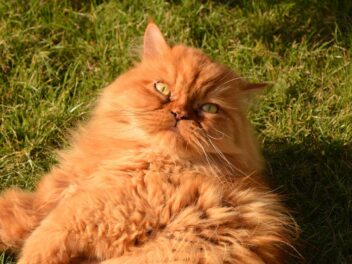 3 races de chat qui ont mauvais caractère