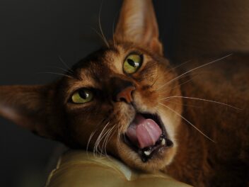 3 races de chat qui sont les moins affectueuses