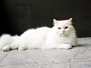 3 races de chat qui ont le moins besoin d’attention