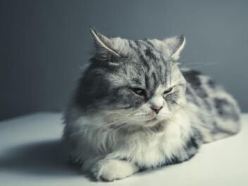 3 races de chat qui sont les moins fugueuses