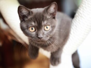 4 races de chat qui sont les moins indépendantes