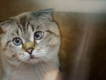 4 races de chat qui sont les moins populaires