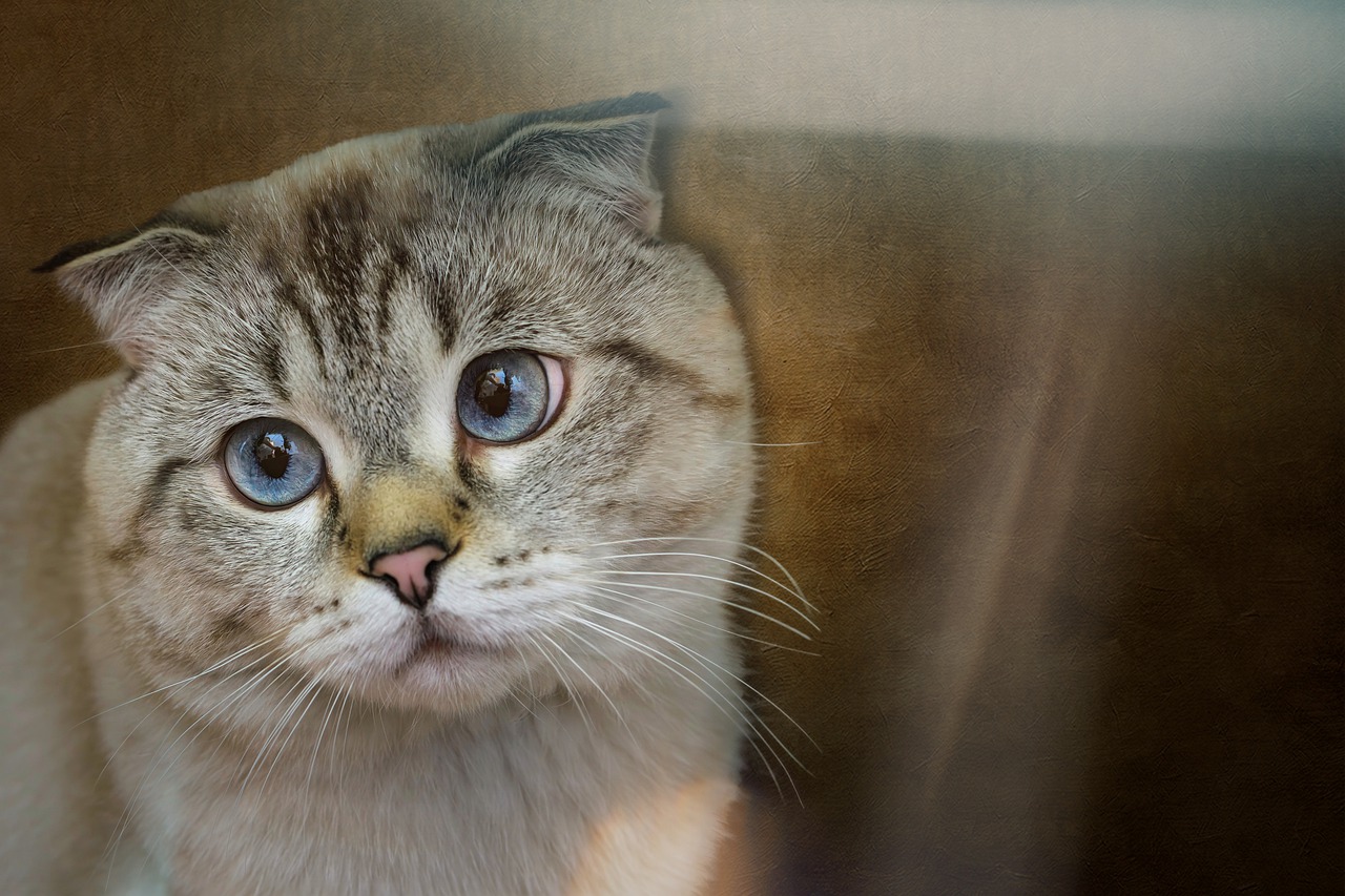 4 races de chat qui sont les moins populaires