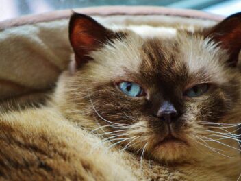 Les 8 races de chat qui sont les moins sociables