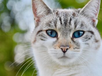 3 races de chat qui sont les moins chères