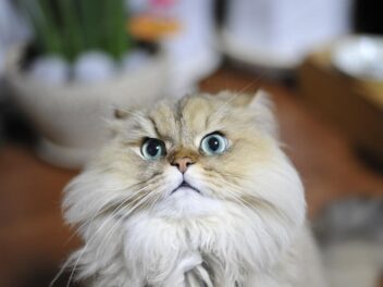 3 races de chat qui ne peuvent pas prendre l’avion