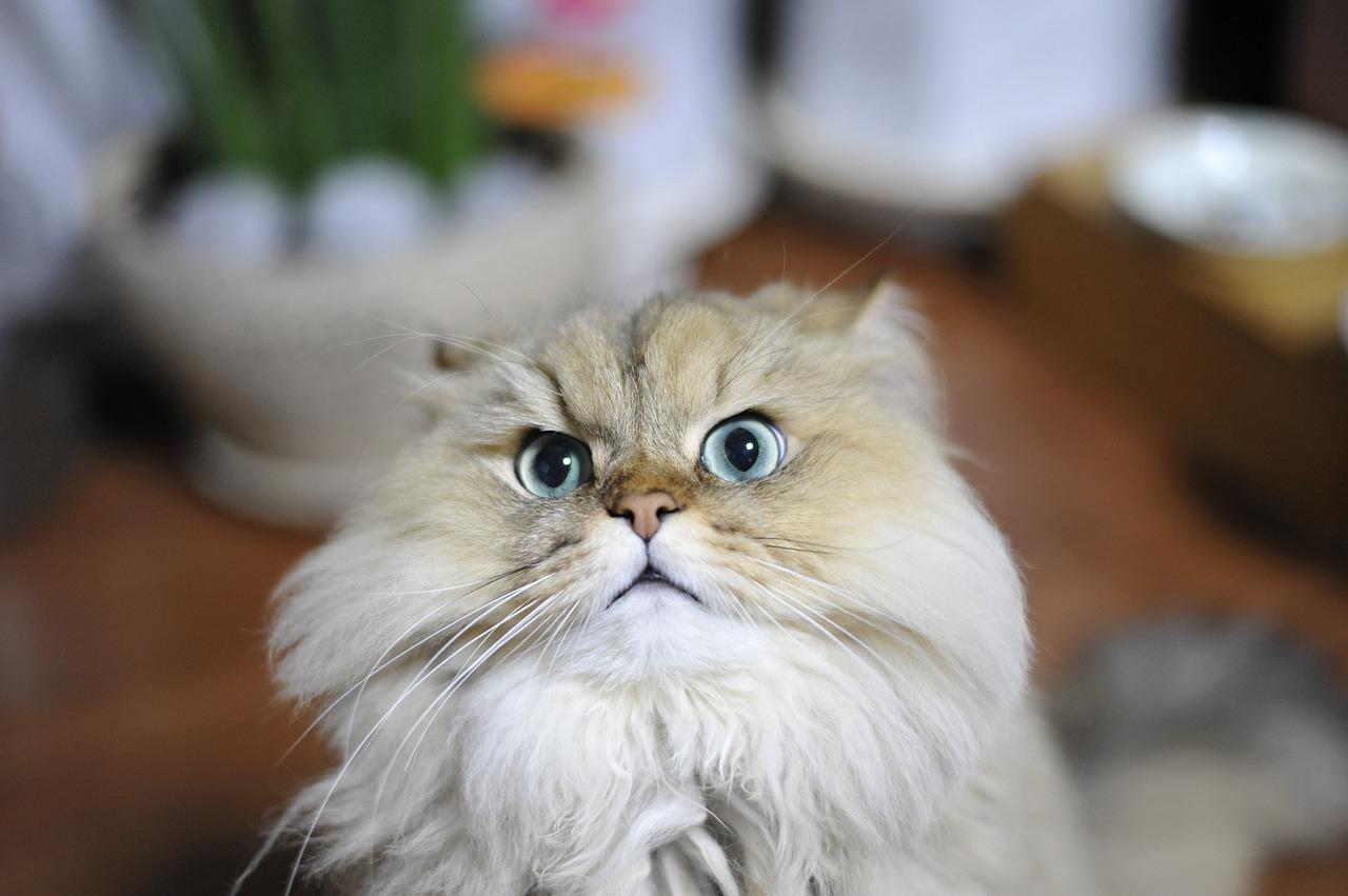 3 races de chat qui ne peuvent pas prendre l’avion