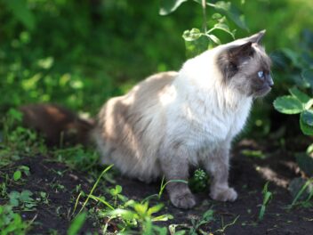 4 races de chat qui ne peuvent pas vivre en ville