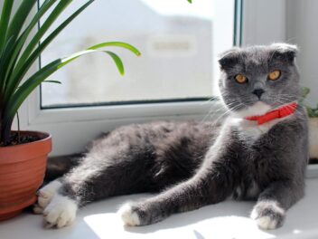 4 races de chat qui peuvent vivre en ville