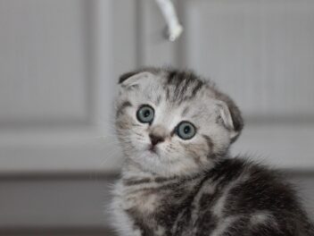 4 races de chat qui sont les plus curieuses