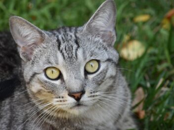4 races de chat les plus récentes
