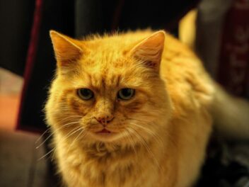 3 races de chat qui sont les plus rustiques