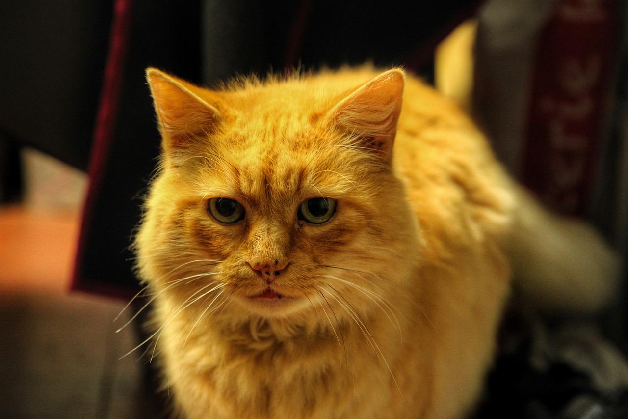 3 races de chat qui sont les plus rustiques