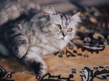 3 races de chat que l’on retrouve dans une série télé