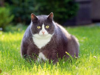 3 races de chat qui sont sujettes au surpoids
