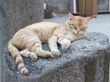 4 races de chat qui sont les plus timides