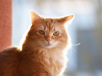 4 races de chat que vous avez pu voir sur vos écrans