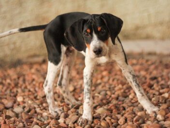 4 races de chien qui aiment le chaud