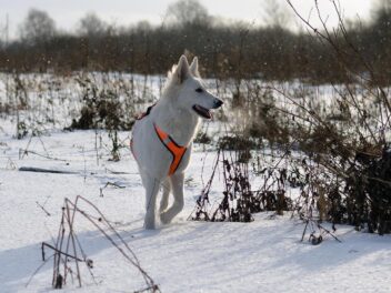 3 races de chien qui aiment la neige