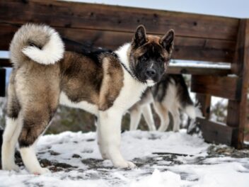 4 races de chien qui aiment le froid