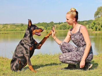 4 races de chien qui apprennent des tours