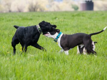 4 races de chien qui se battent le plus