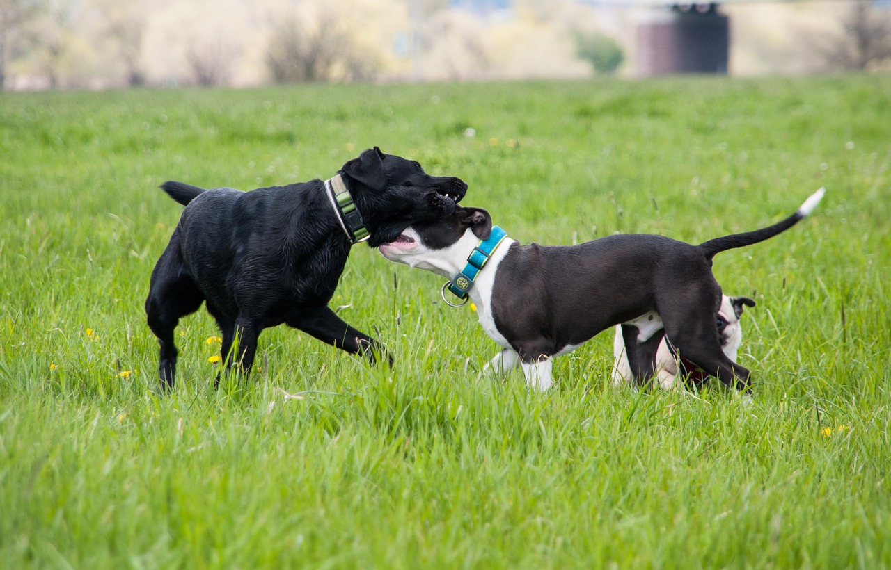 4 races de chien qui se battent le plus