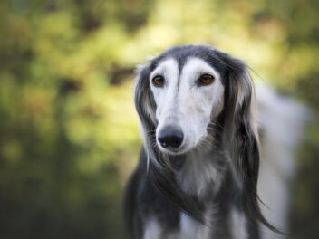 3 races de chien qui ont bon caractère