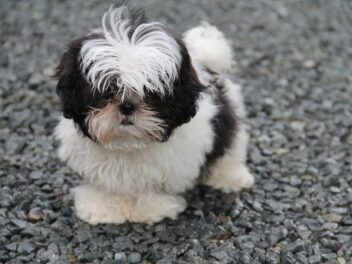 4 races de chien qui sont les plus indépendantes