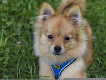 3 races de chien qui sont les plus légères