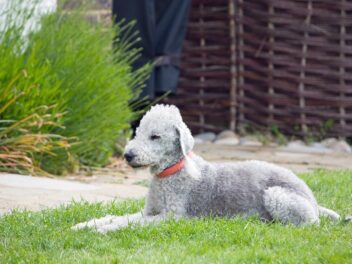 3 races de chien qui sont les plus moches