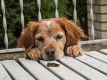 Voici les 9 races de chien qui sont les plus loyales