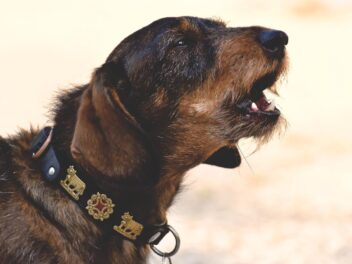 Voici les 8 races de chien qui ont les plus mauvais caractère