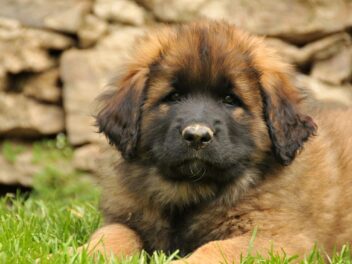 3 races de chien qui méritent d’être plus connues