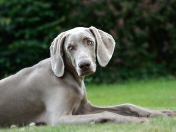 3 races de chien qui ne sont pas chères à entretenir