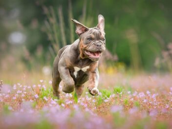 3 races de chien qui sont les moins intelligentes