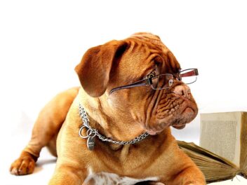 4 races de chien qui sont les moins joueuses