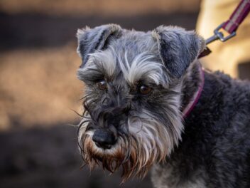 3 races de chien qui sont les moins populaires