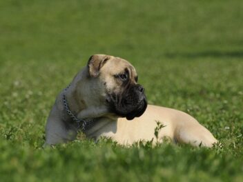 3 races de chien qui ont le museau aplati