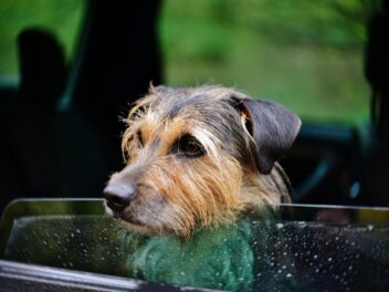 Les 9 races de chien qui ont souvent le mal des transports