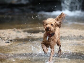 4 races de chien que vous pouvez emmener en vacances