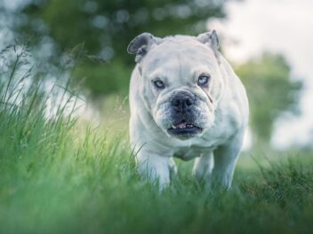 3 races de chien que vous ne pourrez pas emmener à la mer