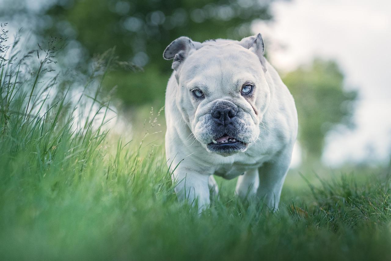 3 races de chien que vous ne pourrez pas emmener à la mer