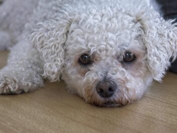 3 races de chien qui ont le pelage frisé