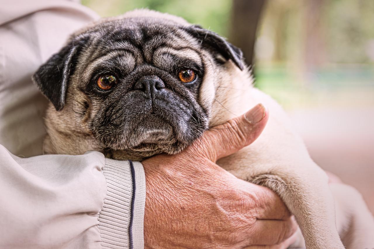 3 races de chien qui ne peuvent pas prendre l’avion